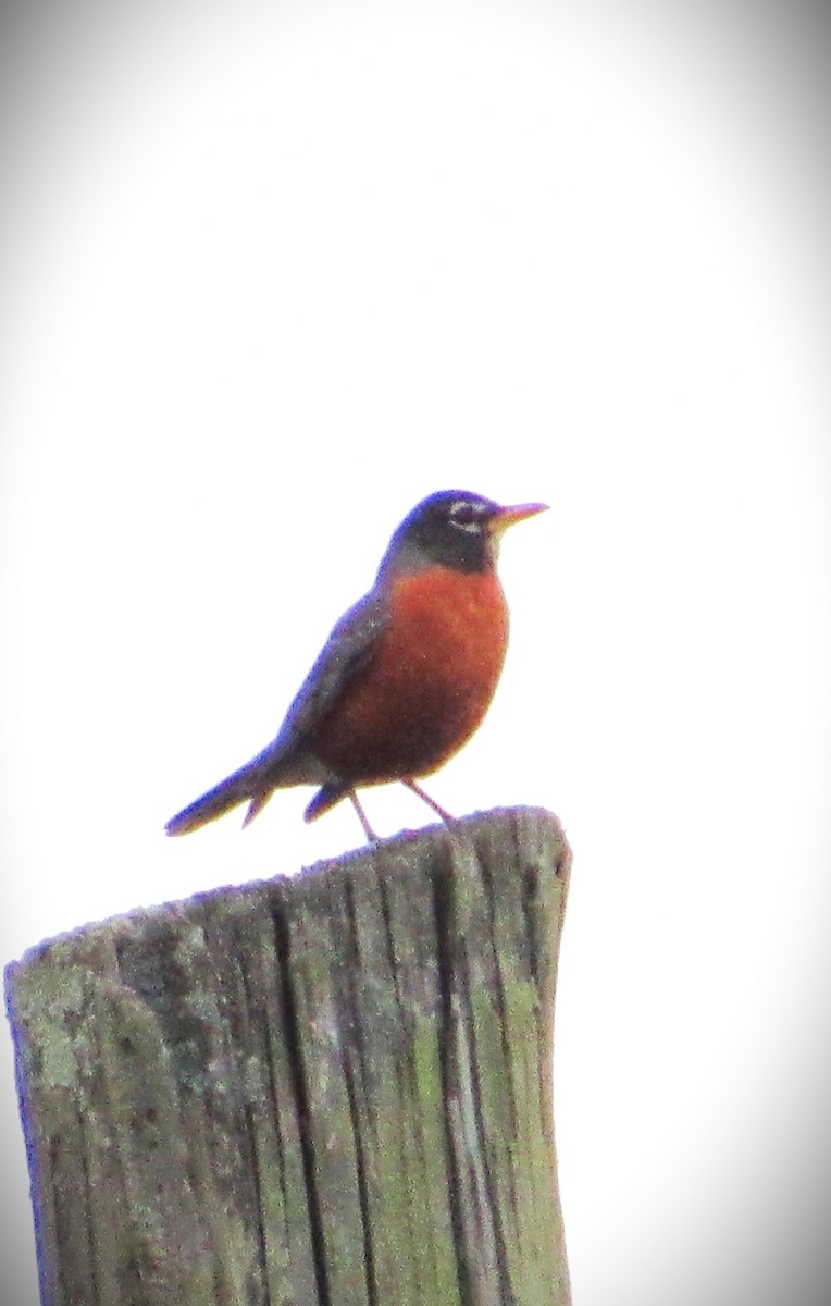 American Robin - Fred Kachmarik