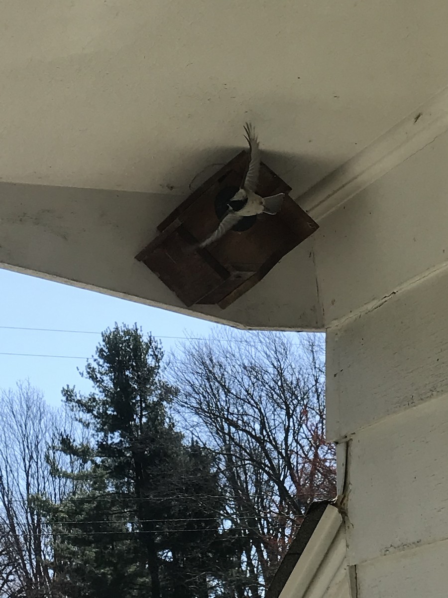 Black-capped Chickadee - ML617775970