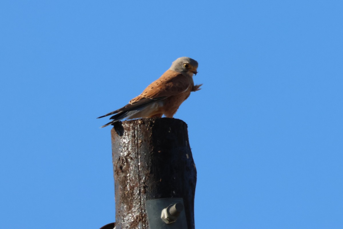 Rock Kestrel - Pete Fenner