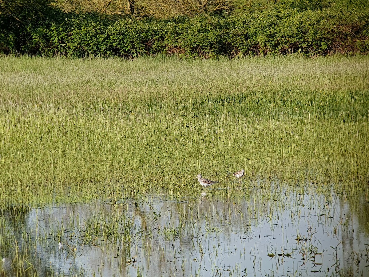 Common Greenshank - ML617776003