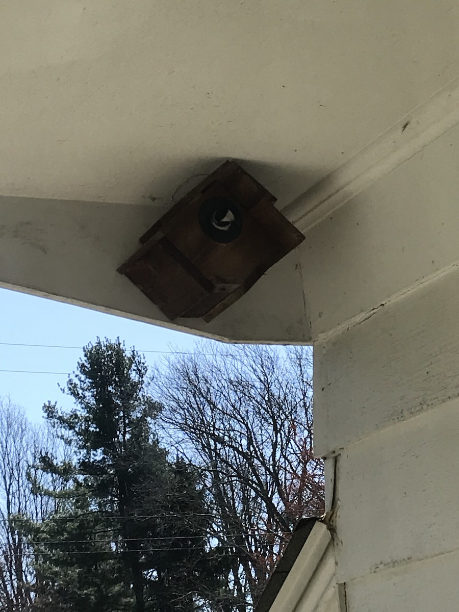 Black-capped Chickadee - ML617776006
