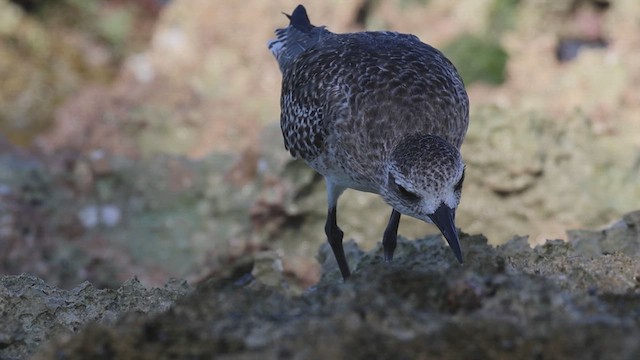 Black-bellied Plover - ML617776021