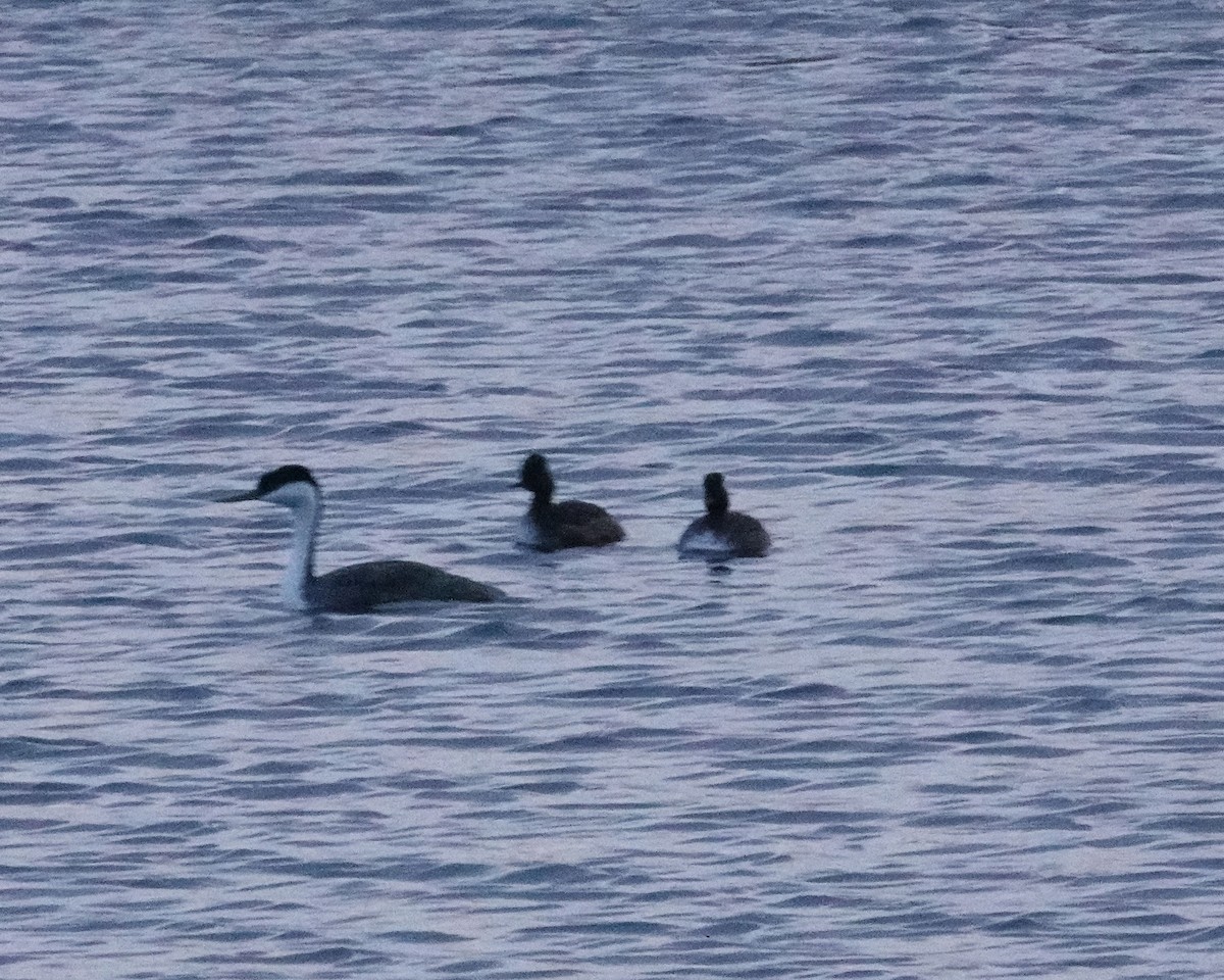 Western Grebe - ML617776039