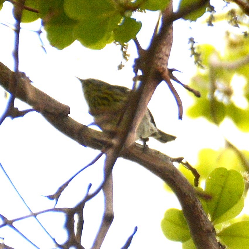 Cape May Warbler - ML617776084