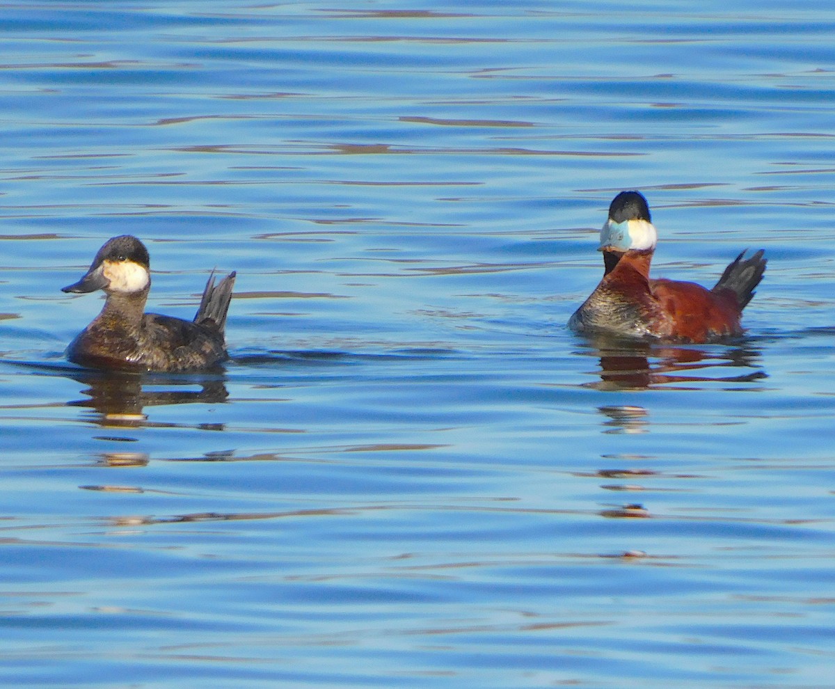 Ruddy Duck - Lee Gray