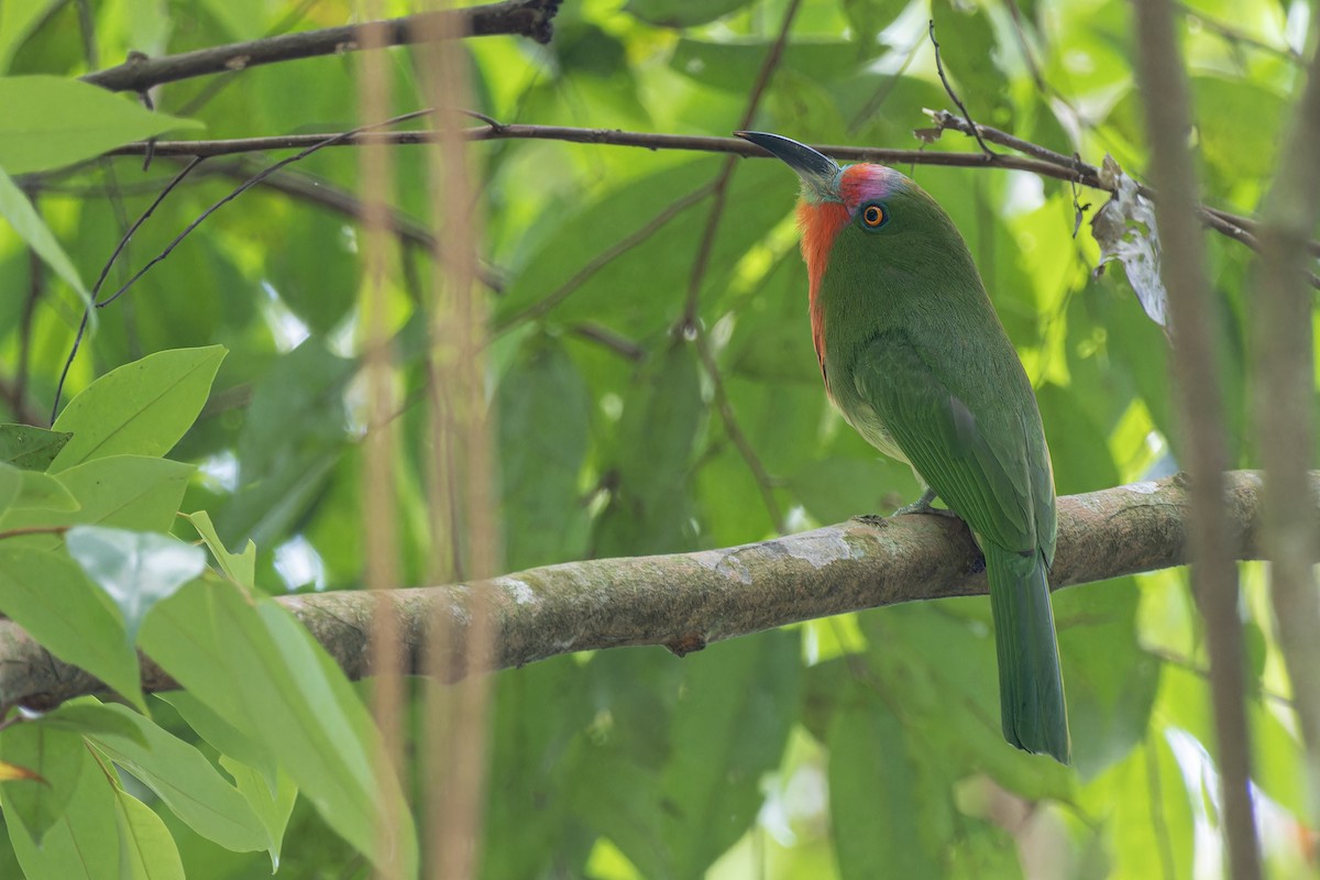 Red-bearded Bee-eater - Muangpai Suetrong