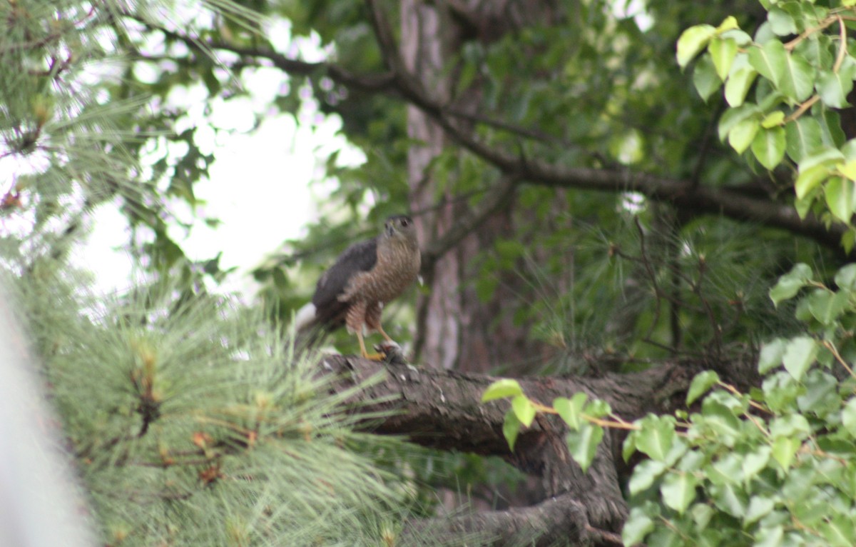 Cooper's Hawk - Glenn Blankenship