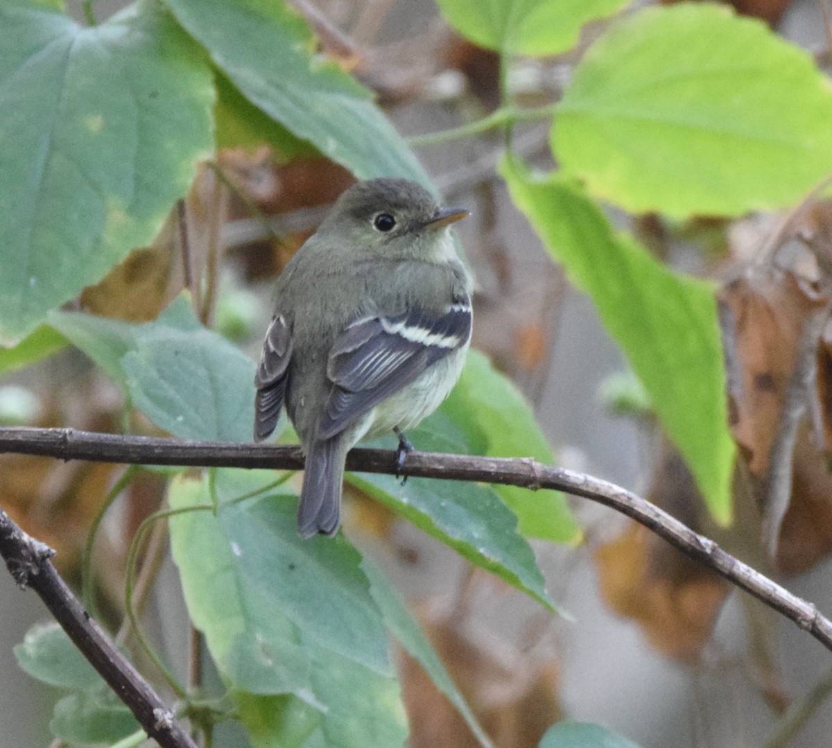 Least Flycatcher - ML617776166