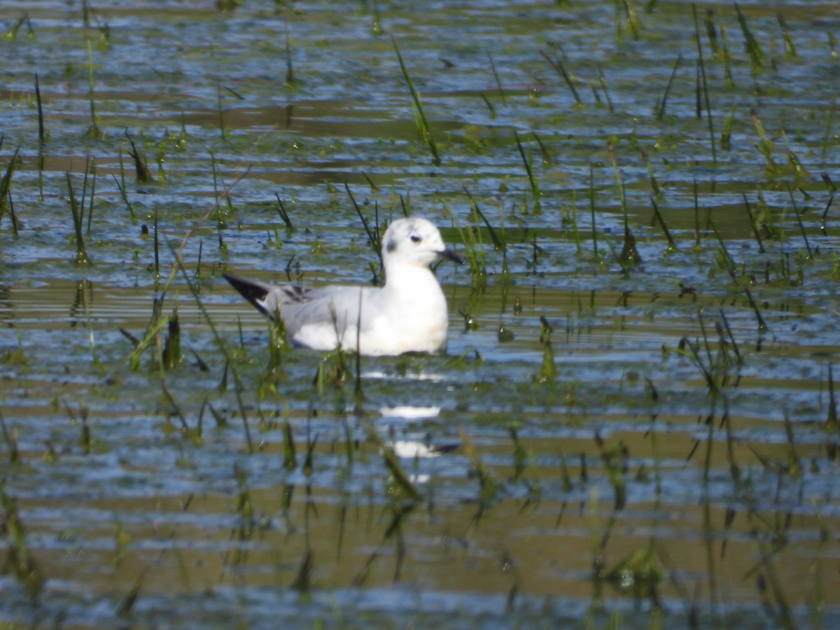 Gaviota de Bonaparte - ML617776189