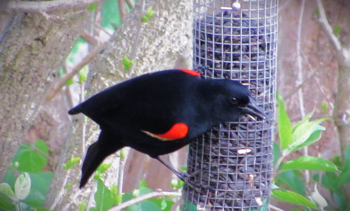 Red-winged Blackbird - ML617776221