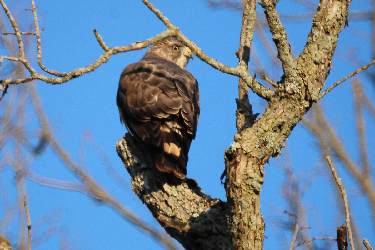 Broad-winged Hawk - Jeff Baughman