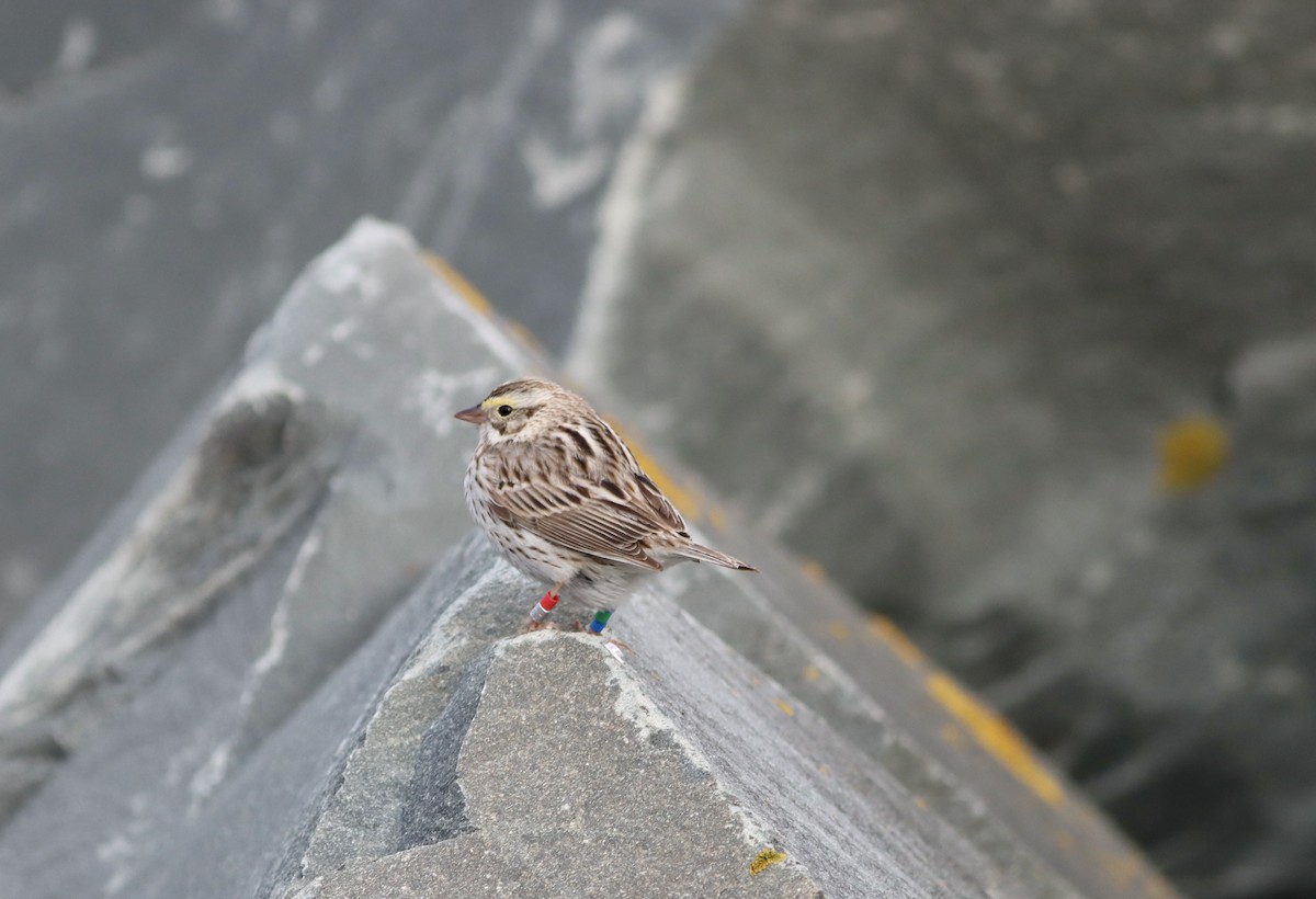 Savannah Sparrow (Ipswich) - David Currie