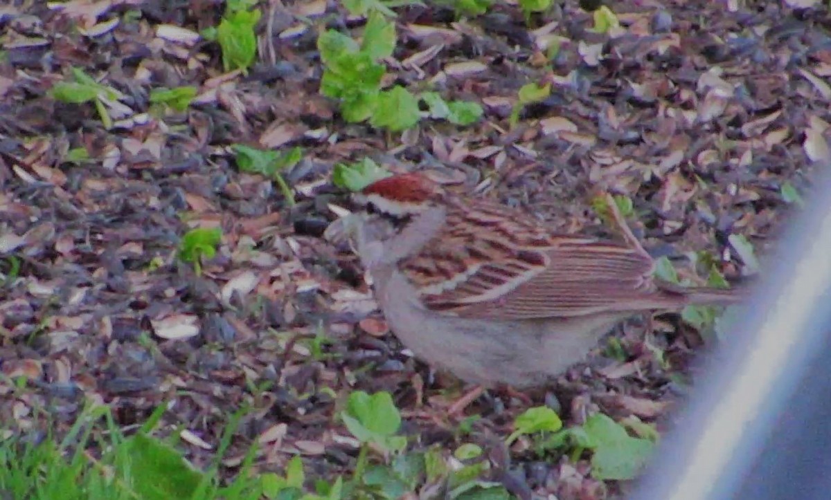 Chipping Sparrow - ML617776276