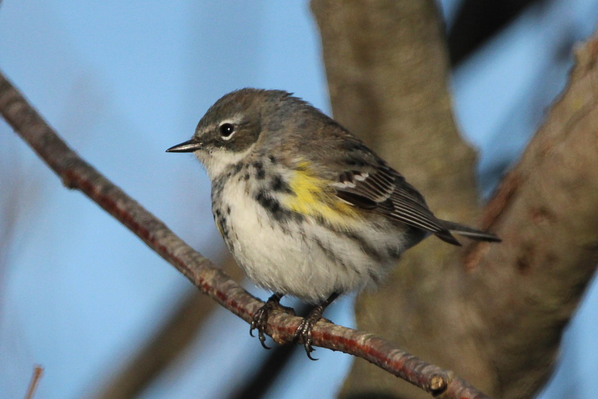 Yellow-rumped Warbler - ML617776305