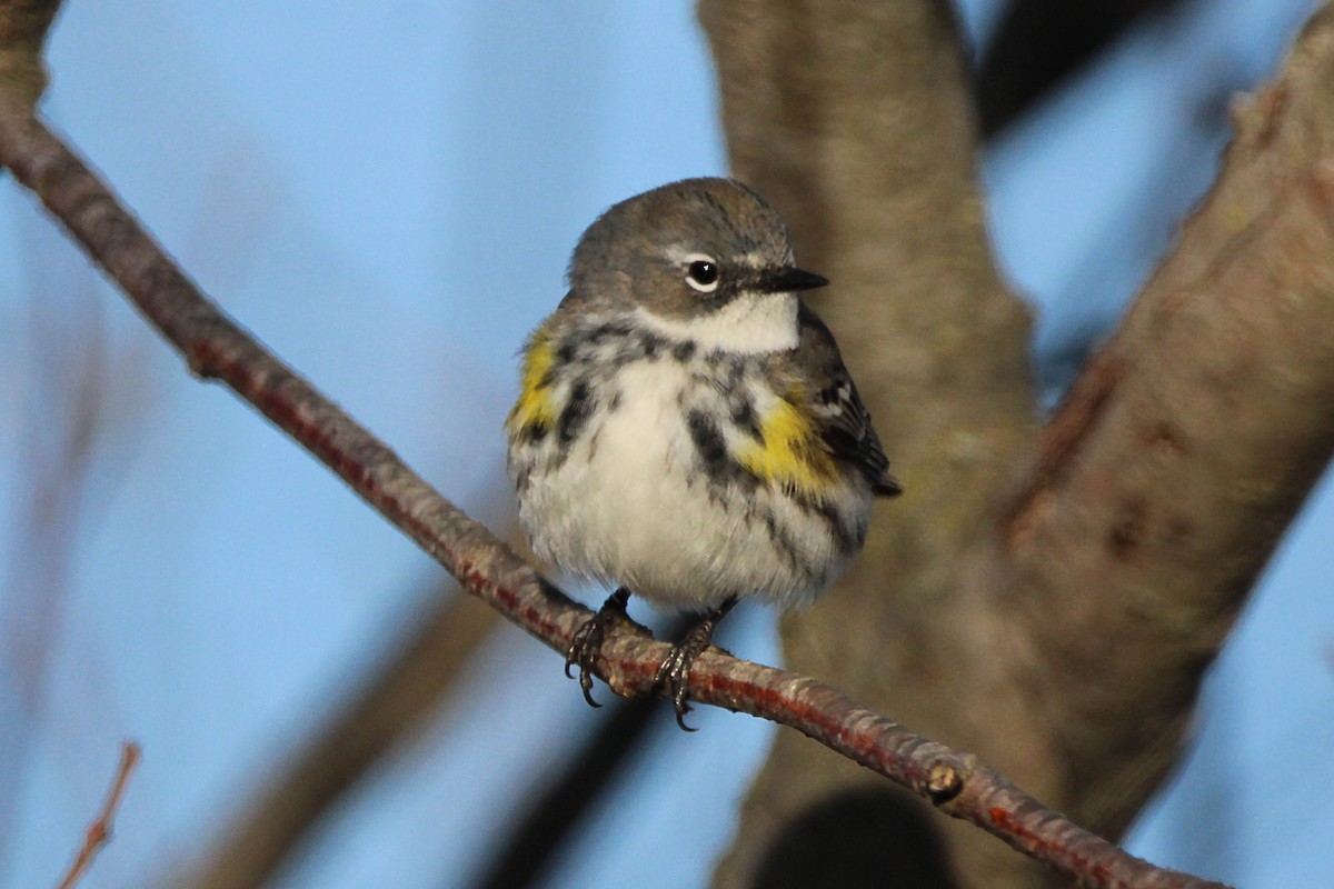 Yellow-rumped Warbler - ML617776306