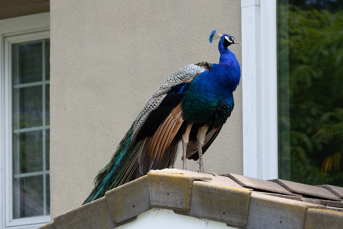 Indian Peafowl (Domestic type) - Tobin Brown