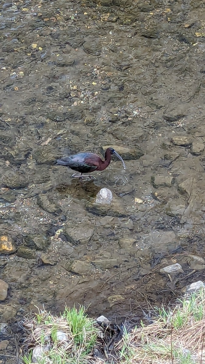 Glossy Ibis - ML617776325