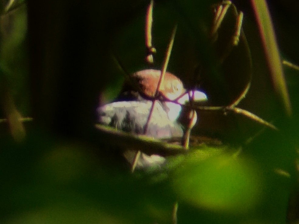 Gray-backed Tailorbird - ML617776336