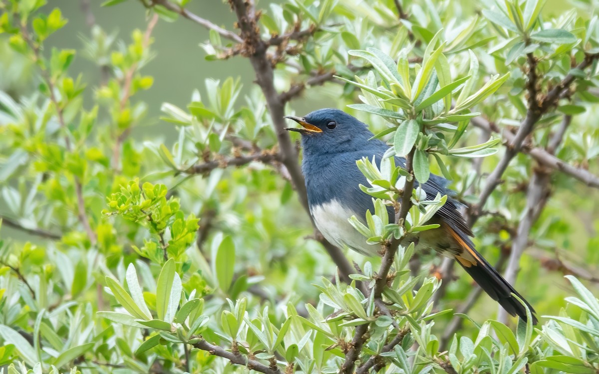 White-bellied Redstart - 冰 鸟