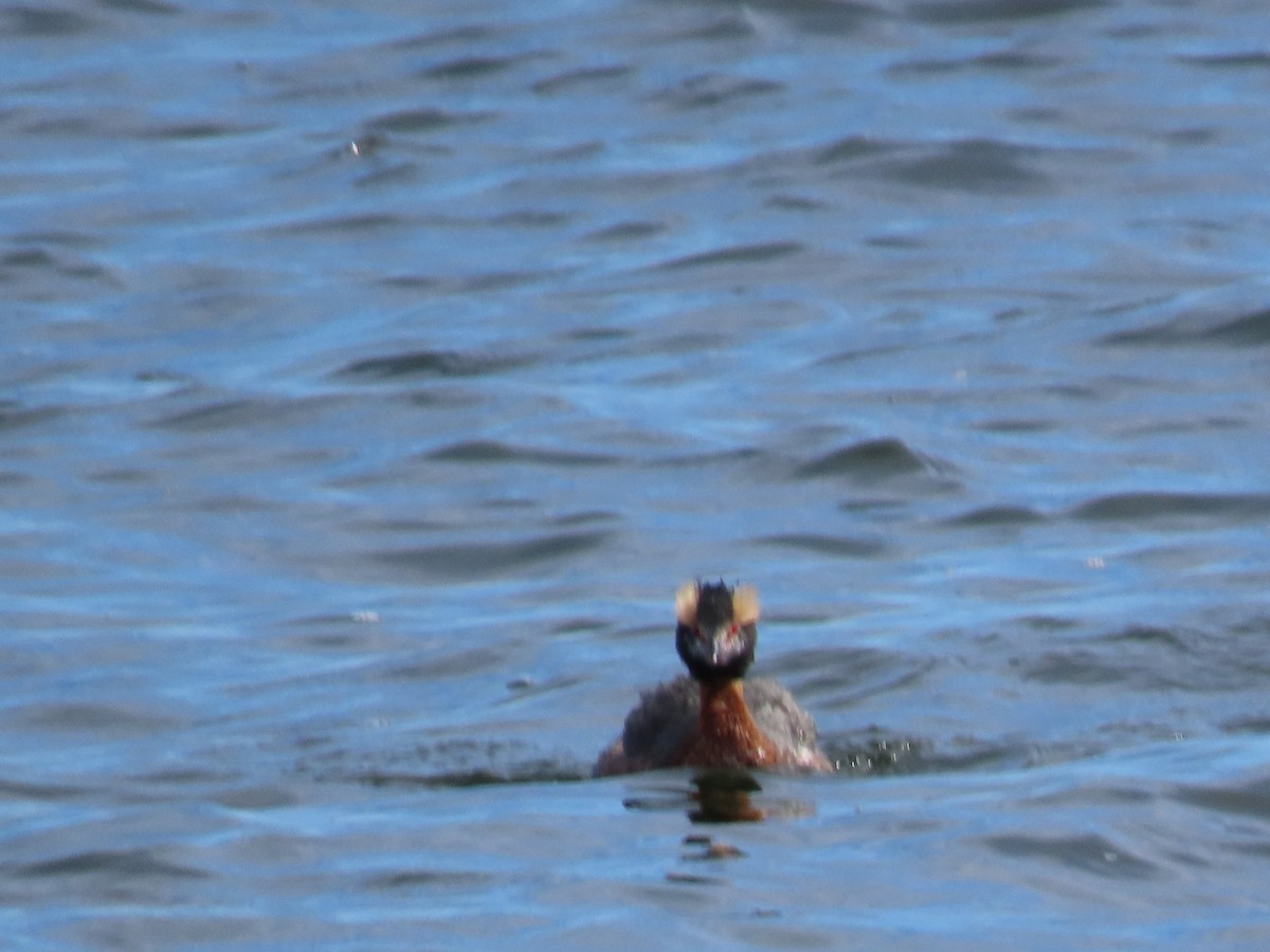 Horned Grebe - ML617776402