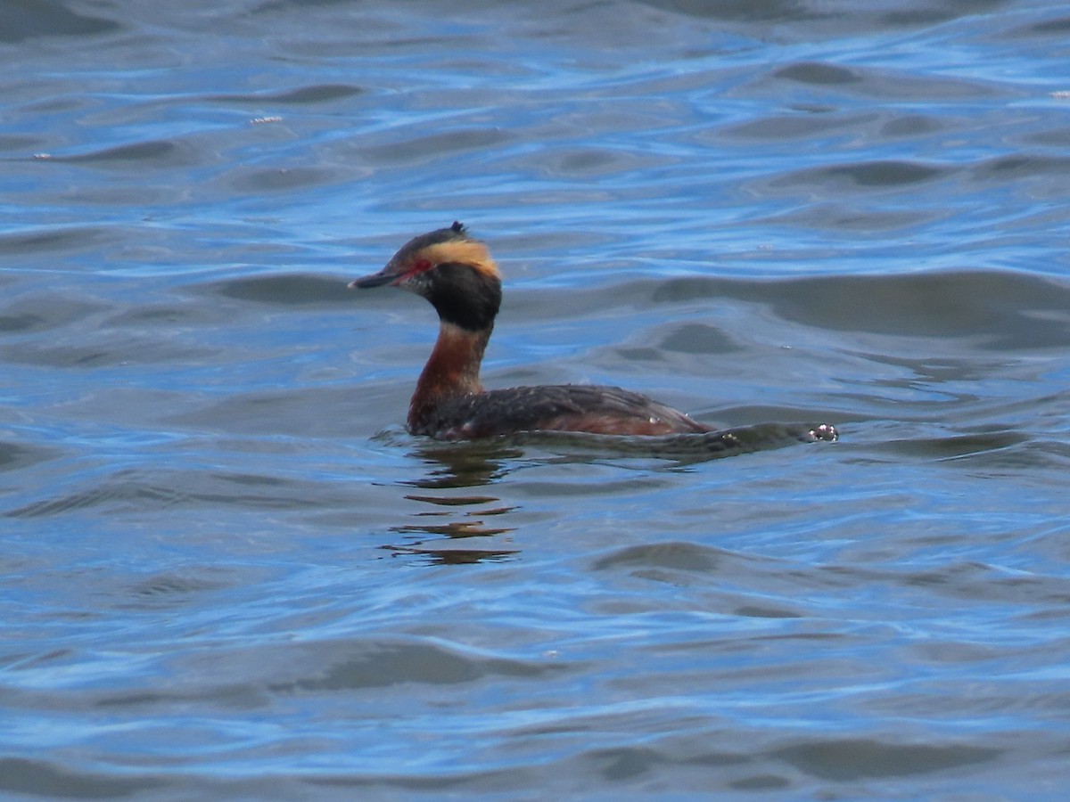 Horned Grebe - ML617776404