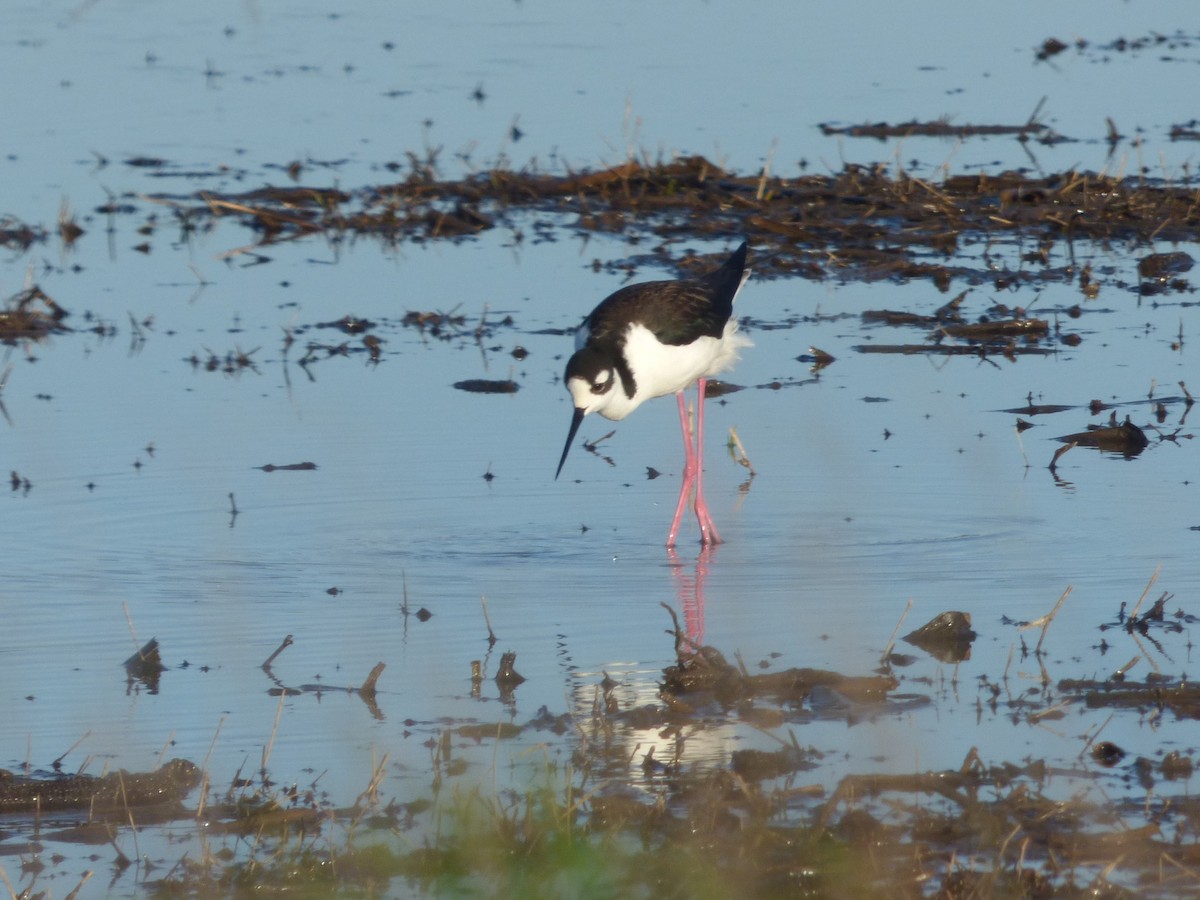 Black-necked Stilt - Liz Moy