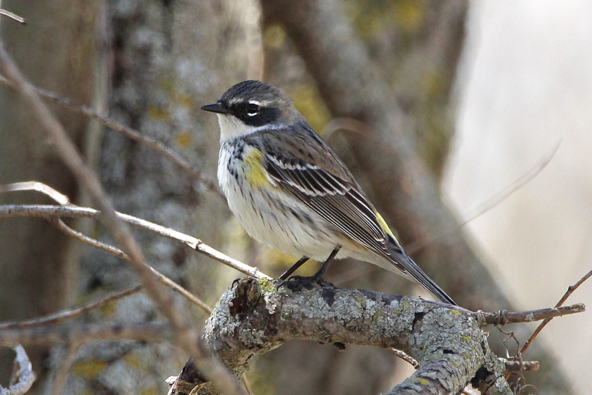 Yellow-rumped Warbler - Jeff Baughman