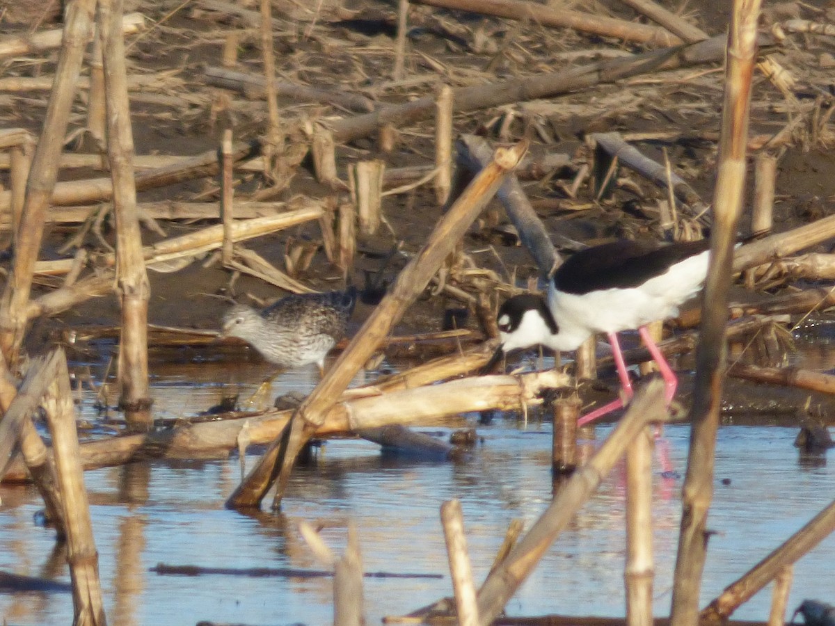 Lesser Yellowlegs - Liz Moy