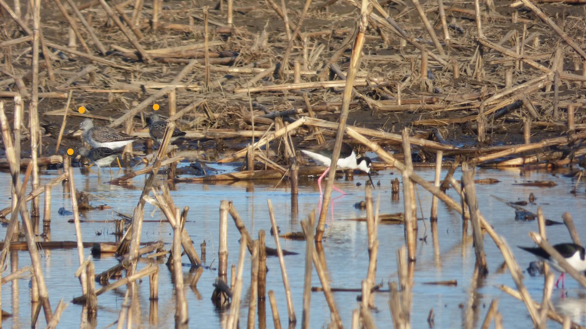 Lesser Yellowlegs - Liz Moy