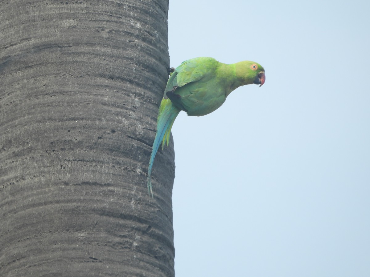 Rose-ringed Parakeet - ML617776444