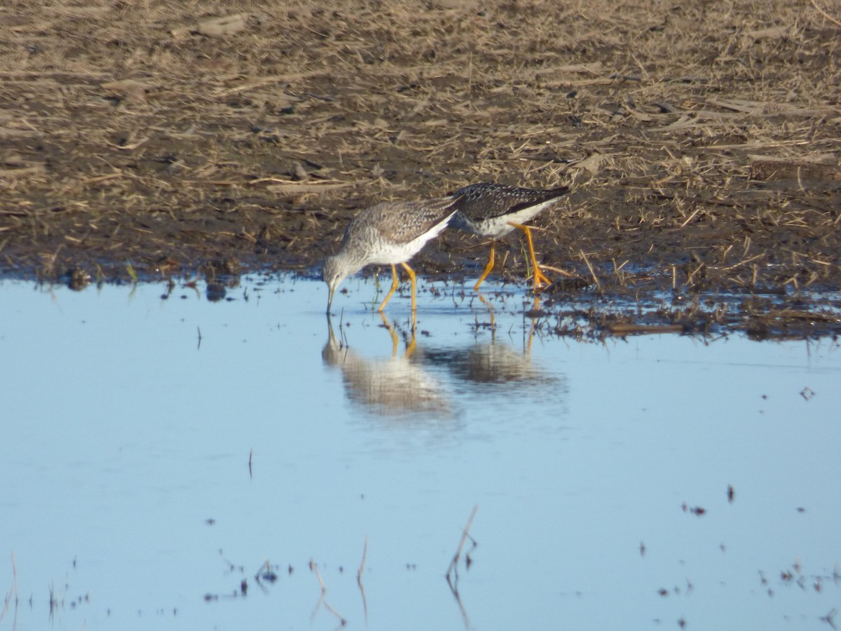 Greater Yellowlegs - Liz Moy