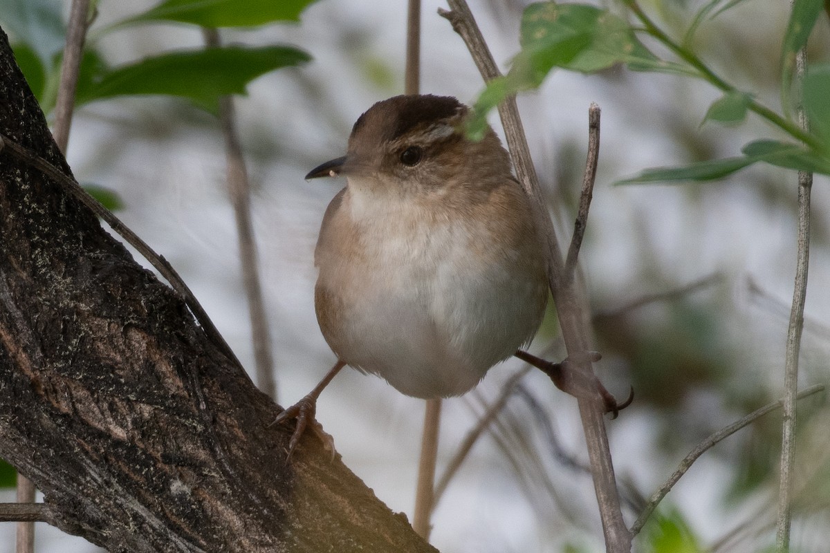 Marsh Wren - ML617776476