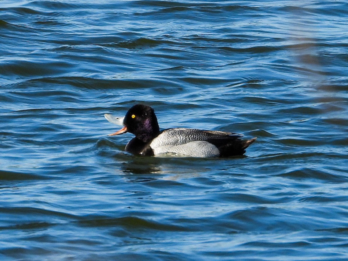 Lesser Scaup - ML617776503