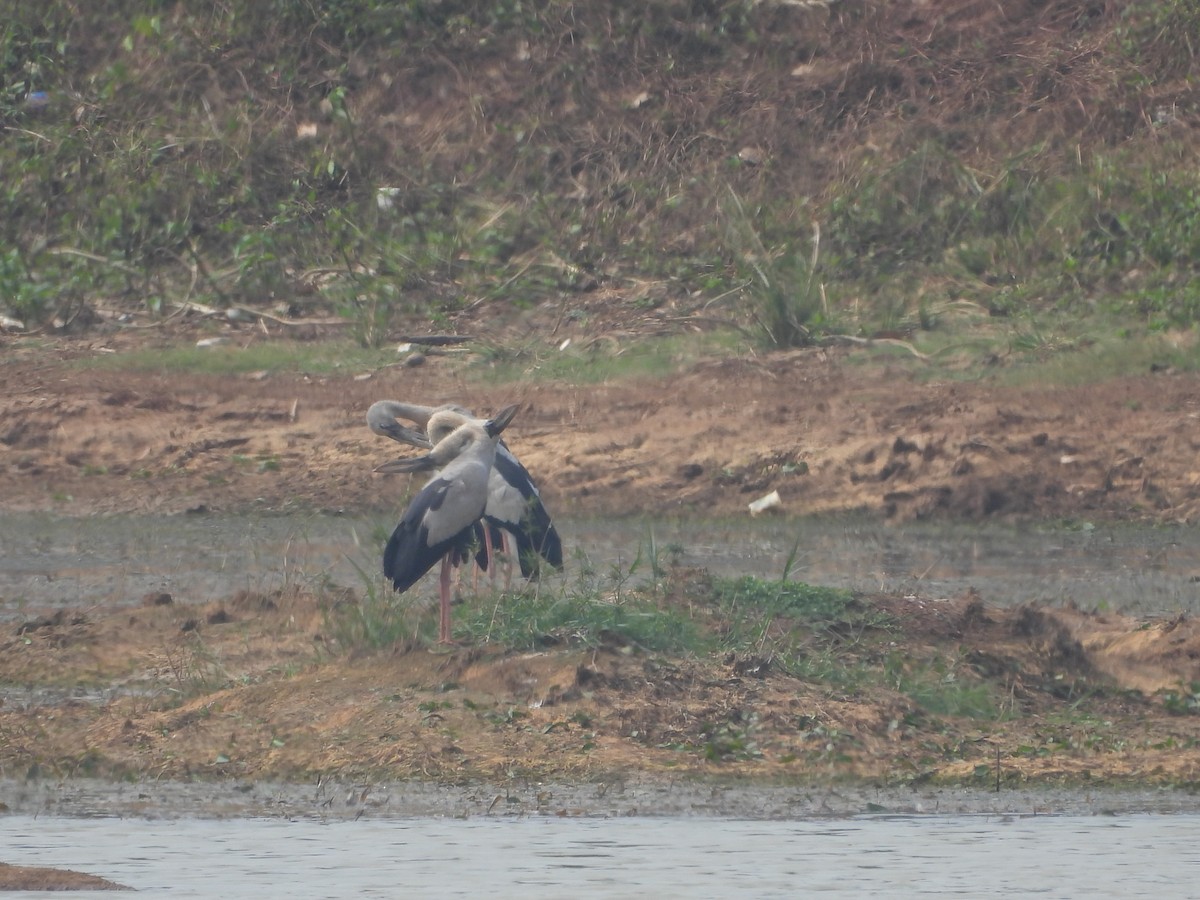 Asian Openbill - ML617776504