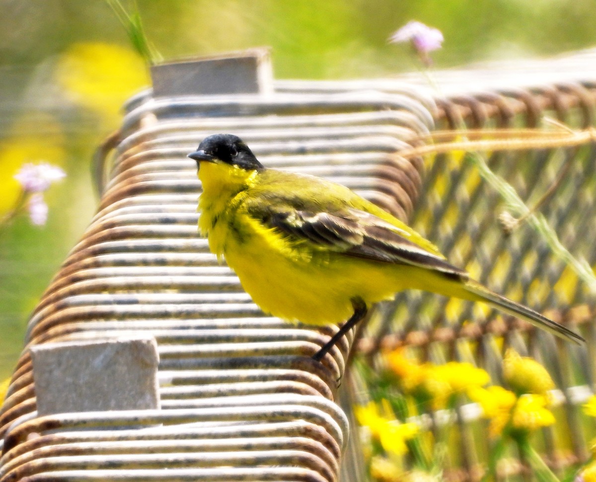 Western Yellow Wagtail (feldegg) - ML617776569