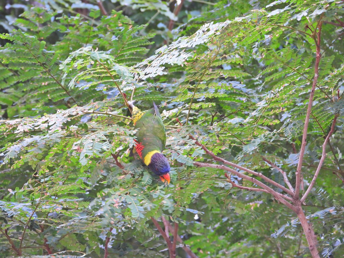 新幾內亞彩虹吸蜜鸚鵡 - ML617776578