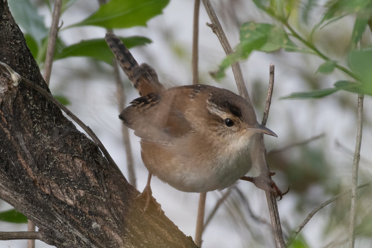 Marsh Wren - ML617776585