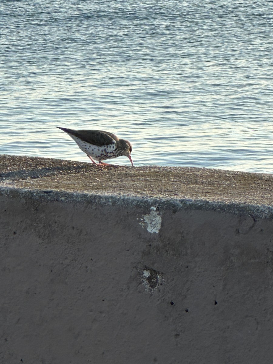 eBird Checklist - 22 Apr 2024 - Montrose Point Bird Sanctuary, Lincoln ...