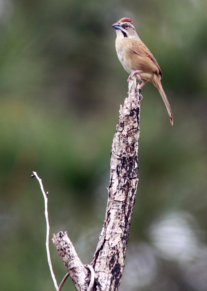 Rusty Sparrow - Jared Clarke