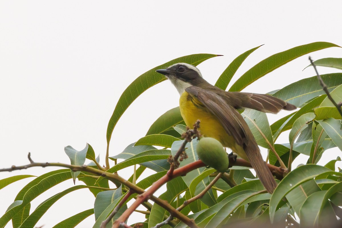 Social Flycatcher - ML617776622