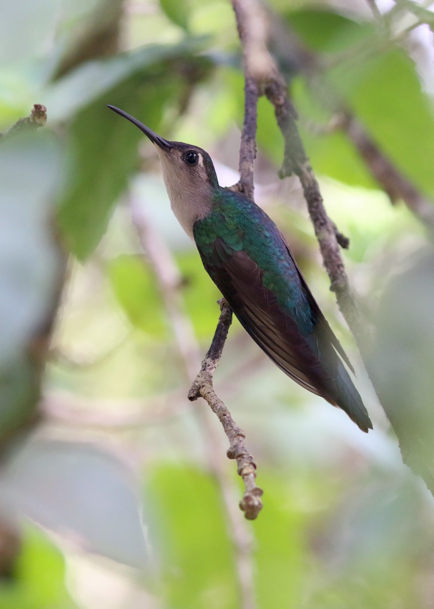 Wedge-tailed Sabrewing - ML617776650