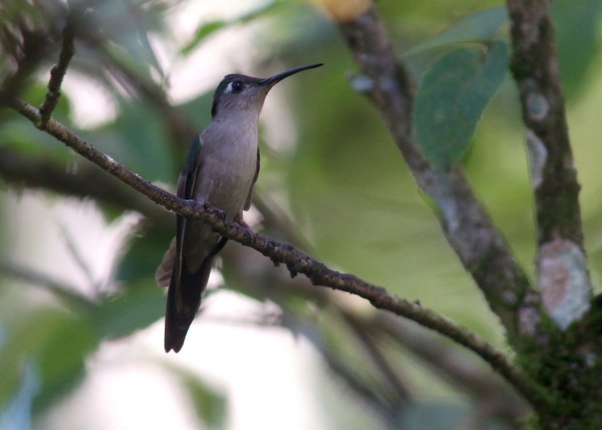 Wedge-tailed Sabrewing - ML617776652