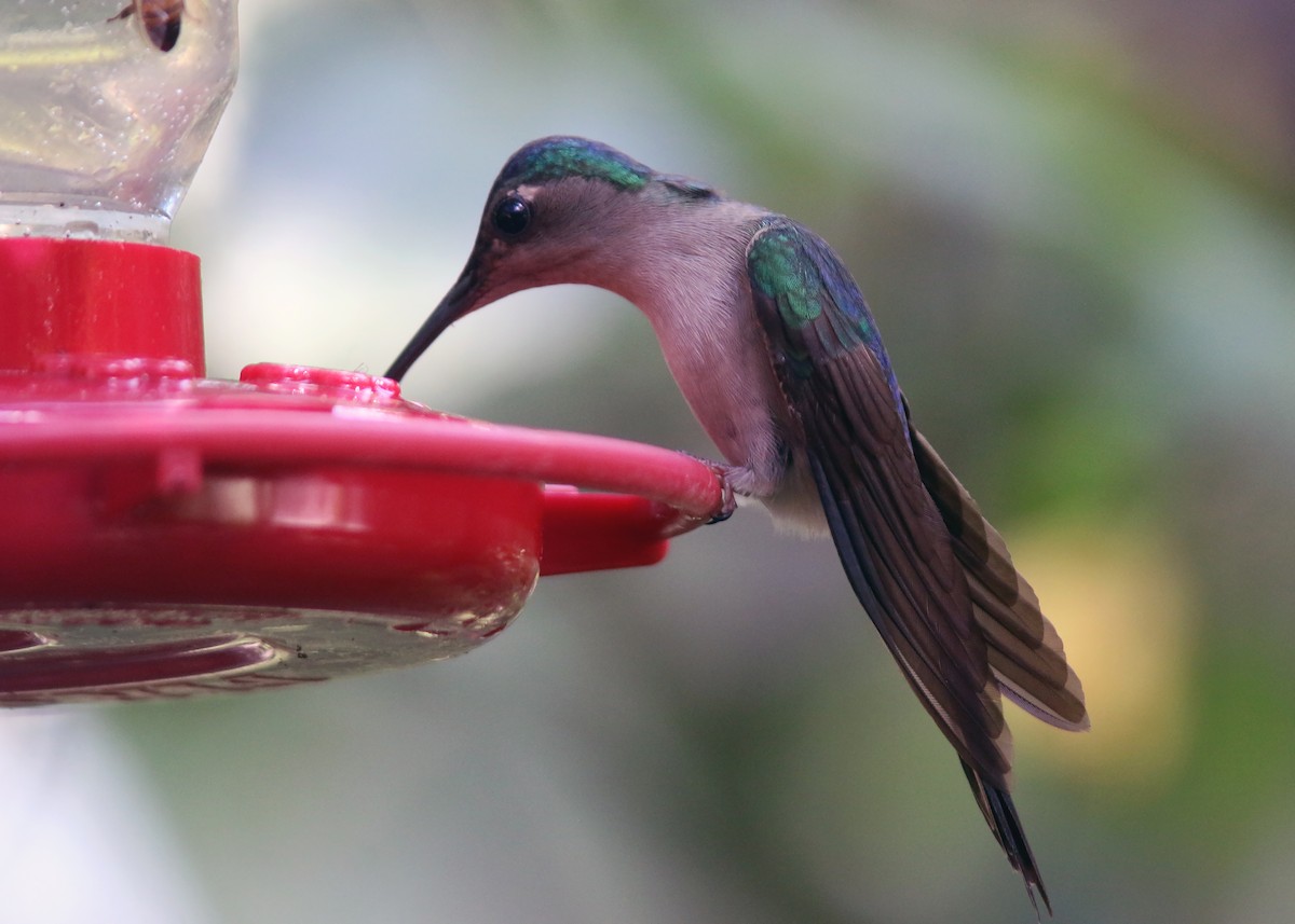 Wedge-tailed Sabrewing - ML617776653