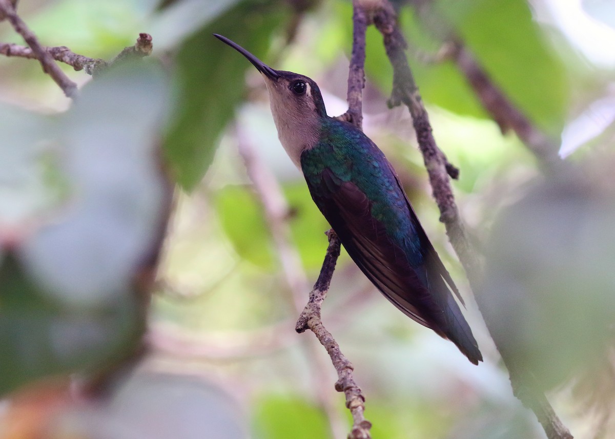 Wedge-tailed Sabrewing - ML617776654