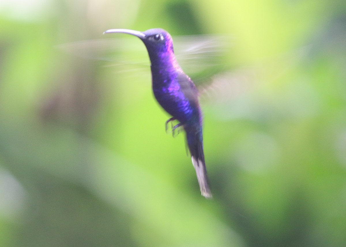 Colibrí Morado - ML617776661