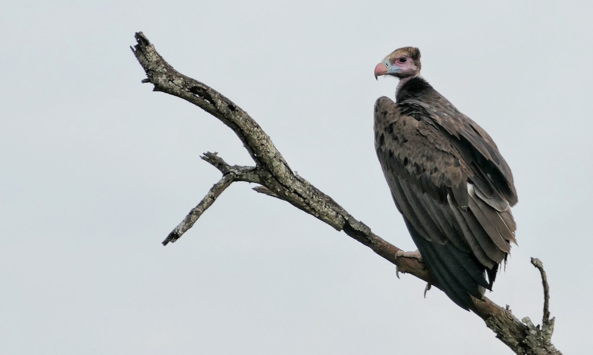 Vautour à tête blanche - ML617776666