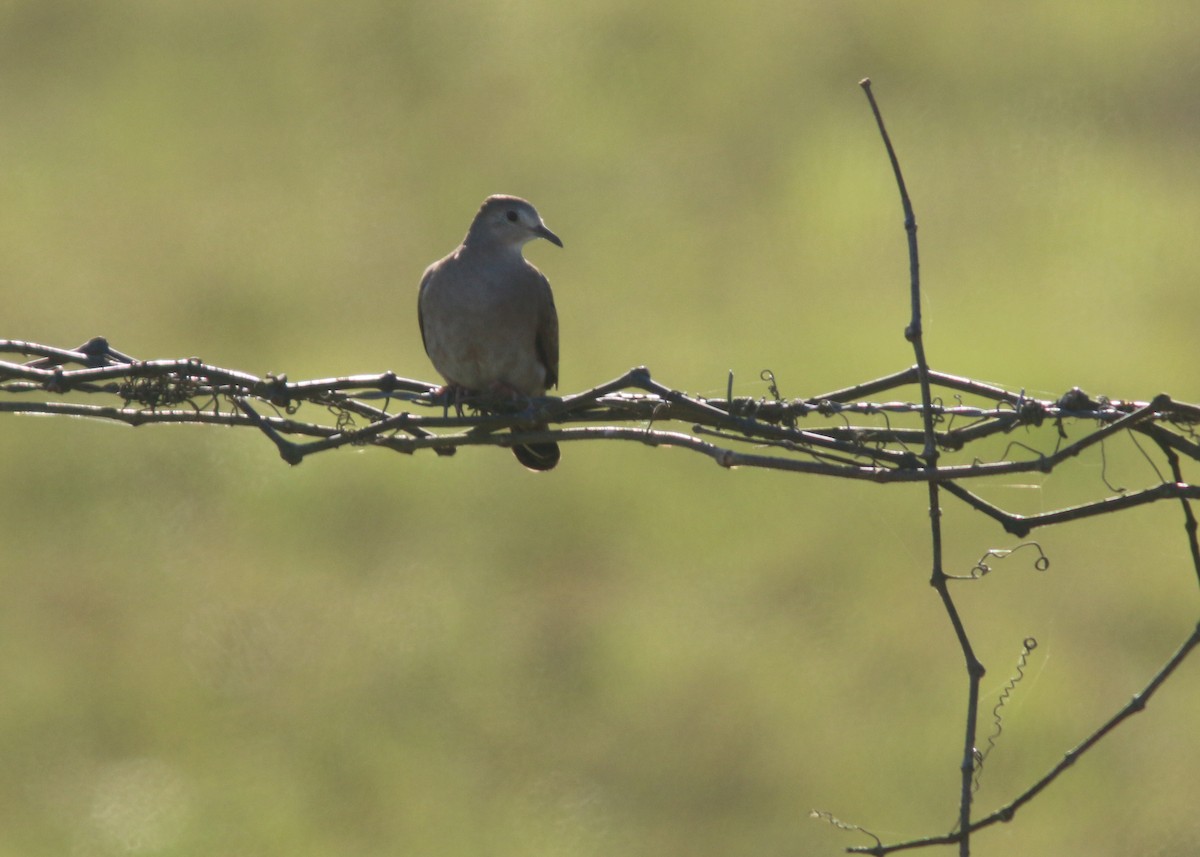 Ruddy Ground Dove - ML617776696