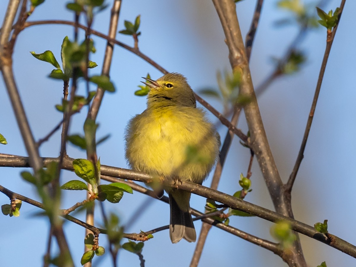 Orange-crowned Warbler - Christopher Unsworth