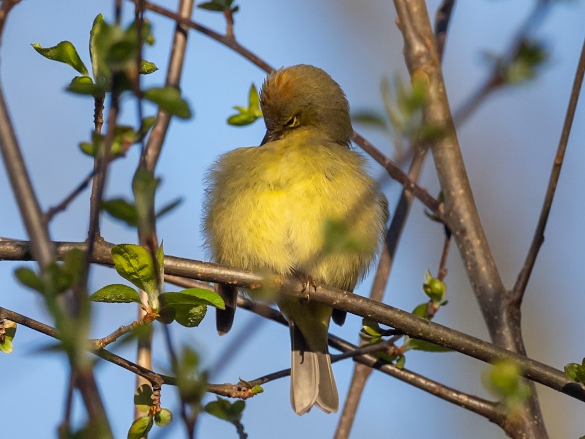 Orange-crowned Warbler - Christopher Unsworth