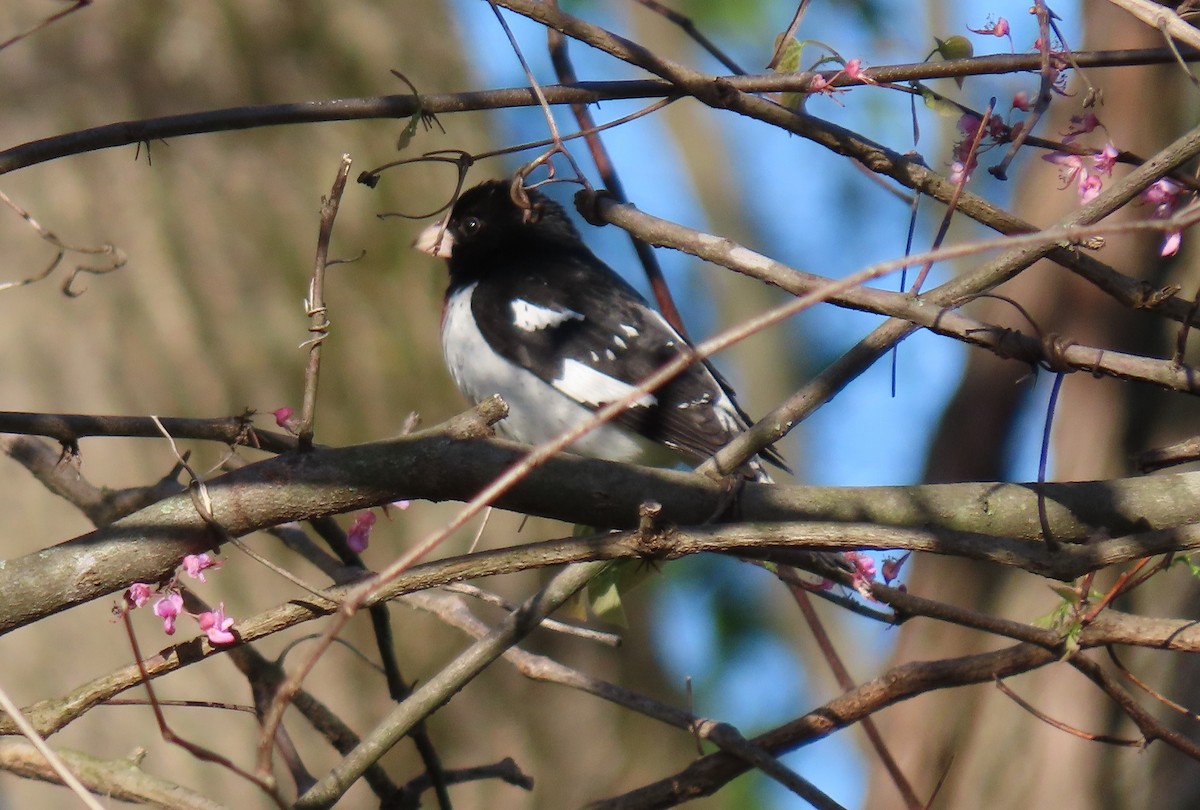 Rose-breasted Grosbeak - Anne Mytych